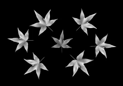 Pattern of maple leaves on black background. Stock Photos