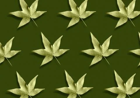Pattern of maple leaves on green background Stock Photos