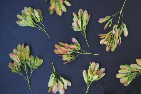 Pattern of maple seeds Stock Photos