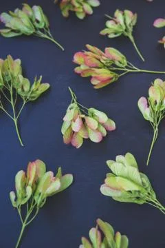 Pattern of maple seeds Stock Photos