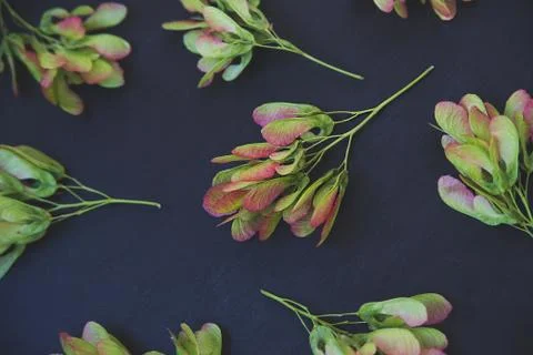 Pattern of maple seeds Stock Photos