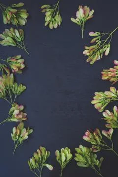 Pattern of maple seeds Stock Photos