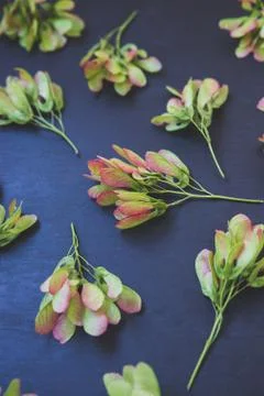 Pattern of maple seeds Stock Photos