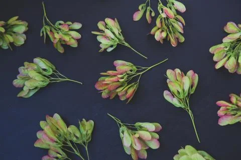 Pattern of maple seeds Stock Photos