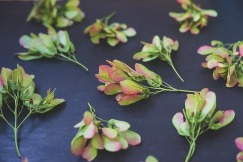 Pattern of maple seeds Stock Photos