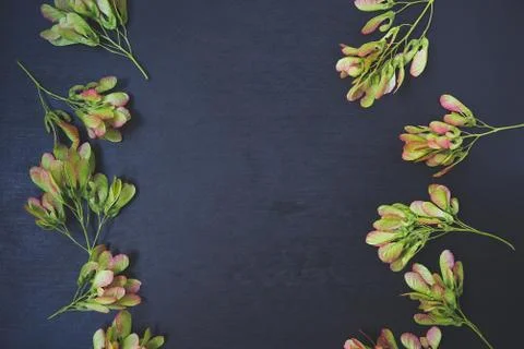 Pattern of maple seeds Stock Photos