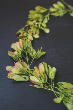 Pattern of maple seeds Stock Photos