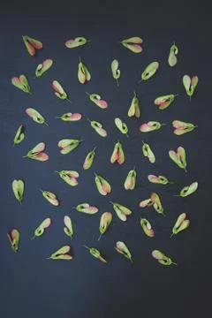 Pattern of maple seeds Stock Photos