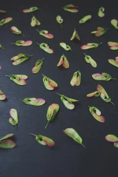 Pattern of maple seeds Stock Photos
