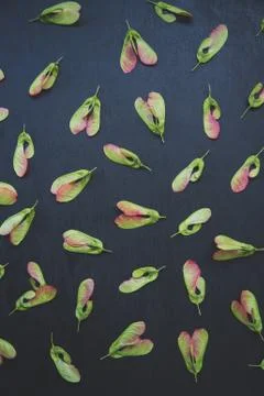 Pattern of maple seeds Stock Photos