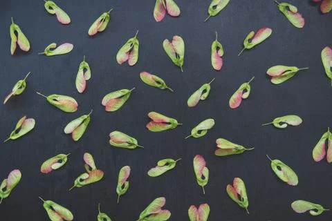Pattern of maple seeds Stock Photos