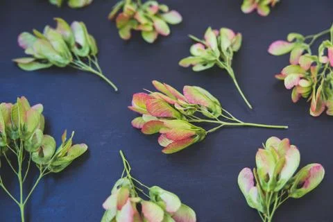Pattern of maple seeds Stock Photos