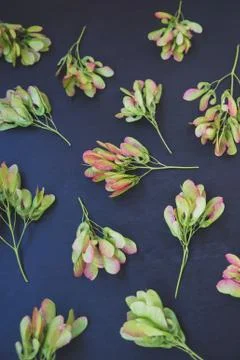 Pattern of maple seeds Stock Photos