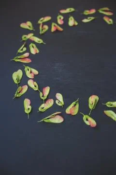 Pattern of maple seeds Stock Photos