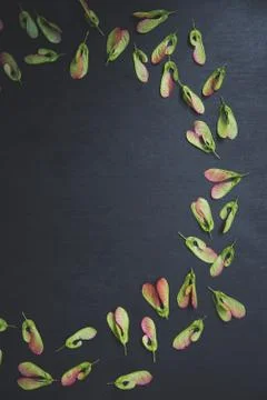 Pattern of maple seeds Stock Photos