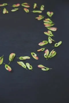 Pattern of maple seeds Stock Photos