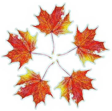 Pattern of maple tree leaves Stock Photos