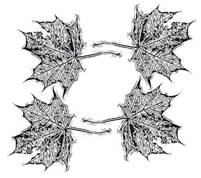 Pattern of maple tree leaves Stock Photos