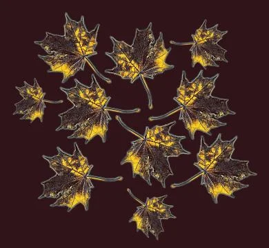 Pattern of maple tree leaves Stock Photos