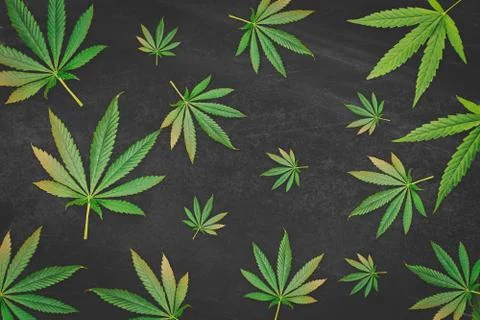 Pattern of Marijuana Cannabis leafs on scratched black background Stock Photos