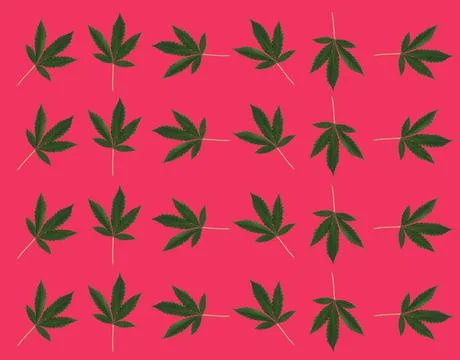 Pattern of marijuana leaves on a red background. View from above. Stock Photos