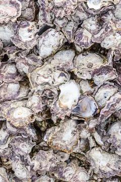 Pattern marine open shells gray nacreous tough vertical background ocean dwel Stock Photos