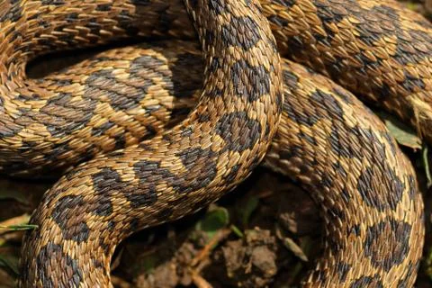 Pattern of meadow viper scales Stock Photos