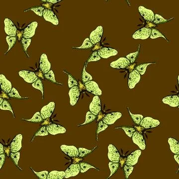 Pattern metamorphosis night moth sketch hand drawn Stock Illustration