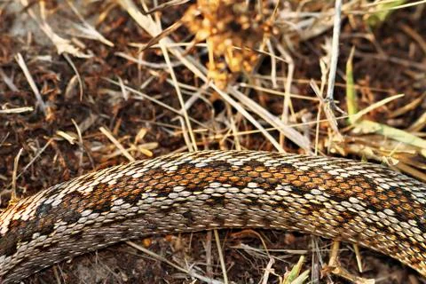 Pattern of moldavian meadow viper, a snakee listed at critically endangered i Stock Photos