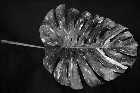Pattern Monstera deliciosa leaf or Swiss cheese plant in black and white Stock Photos