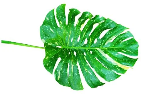 Pattern Monstera deliciosa leaf or Swiss cheese plant, 스톡 사진