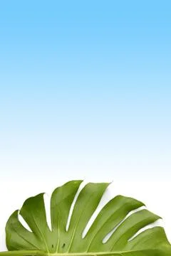 Pattern of monstera leave Stock Photos