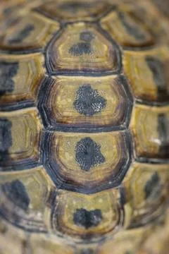 Pattern on Moorish tortoise shell Foto stock