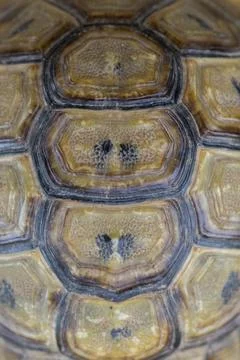 Pattern on Moorish tortoise shell Stock Photos