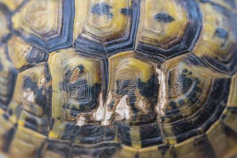 Pattern on Moorish tortoise shell Stock Photos