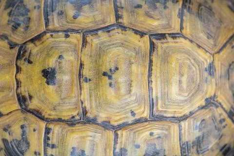 Pattern on Moorish tortoise shell Foto stock