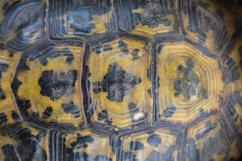 Pattern on Moorish tortoise shell Stock Photos
