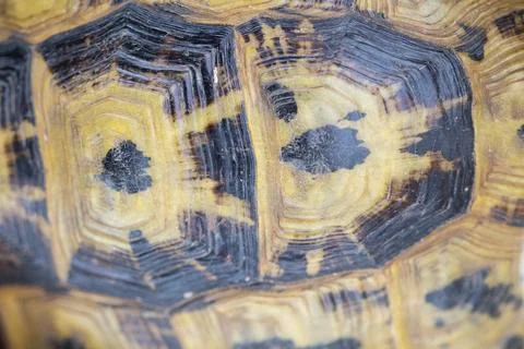 Pattern on Moorish tortoise shell Stock Photos