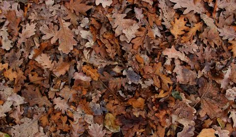 Pattern Of Multicolored Fallen Oak Leaves Texture Background Foto stock