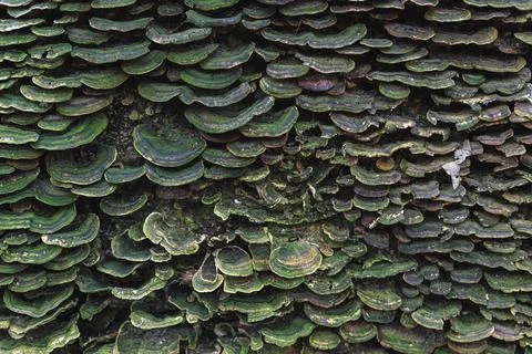 Pattern of mushroom and moss Stock Photos