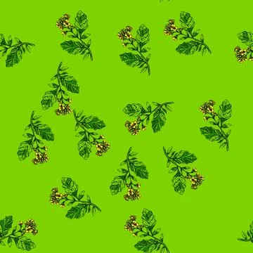 Pattern mustard plant sketch hand drawn Stock Illustration