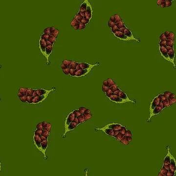 Pattern natural cardamom sketch hand drawn Stock Illustration