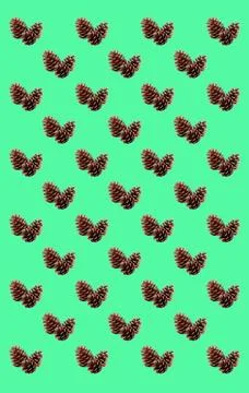 Pattern of natural dried pine cones on mint green background Stock Photos
