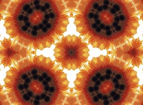 Pattern nature background with flower of Gerber Stock Illustration