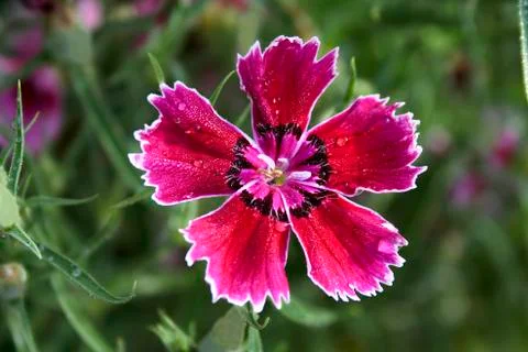 Pattern in Nature Stock Photos