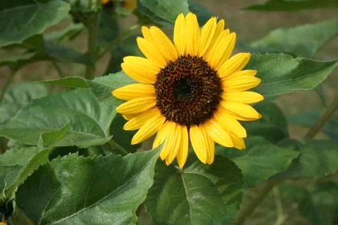 Pattern in Nature Foto stock