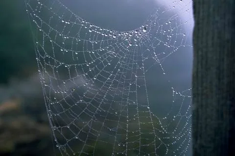 Pattern nature texture home spider web wet rain Stock Photos