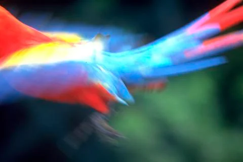 Pattern nature texture macaw provides beautiful Stock Photos