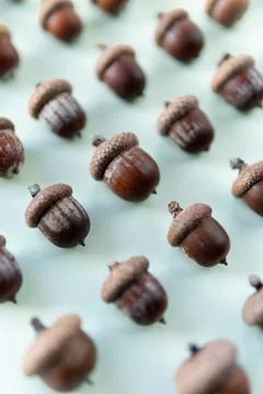 Pattern of oak tree acorns on light green background Stock Photos
