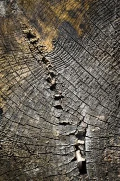 Pattern on an old stump Stock Photos